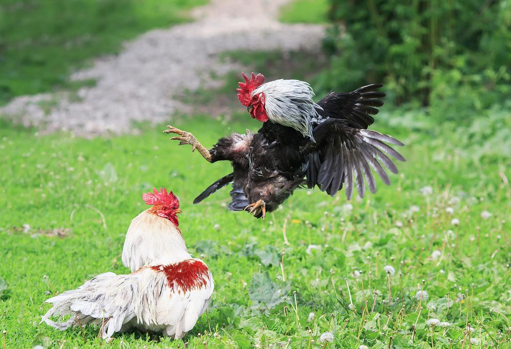 Aturan Permainan Sabung Ayam